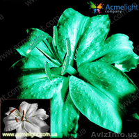 Предлагаем сотрудничество региональным компаниям в г.Кунград   - Изображение #3, Объявление #693349