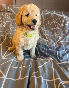Cute Mini Goldendoodles- ONE HANDSOME BOY LEFT!!! +1 (559) 745-5646