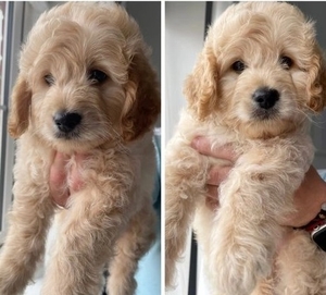 Two boys & two girls LEFT HOMEBRED MINIATUREGoldendoodles F1B +1(559) 745-5646